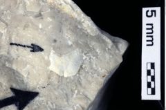 Foto (Detailansicht) von Decapoda indet. (NHMW-GEO-1990-0041-0329)